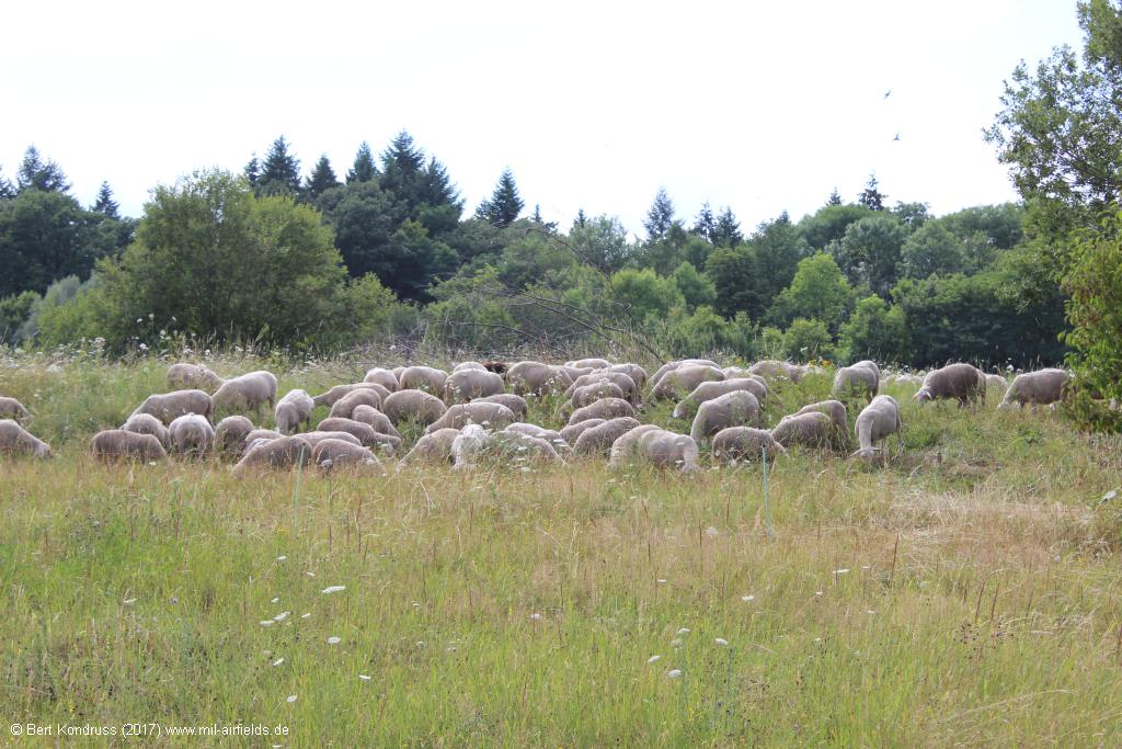 Sheeps on the Heilbronn Waldheide, Germany